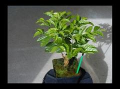 قهوه چاریریانا